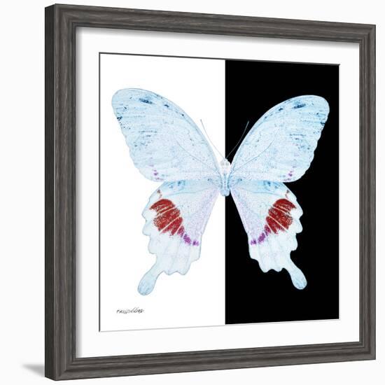 Miss Butterfly Hermosanus Sq - X-Ray B&W Edition-Philippe Hugonnard-Framed Photographic Print