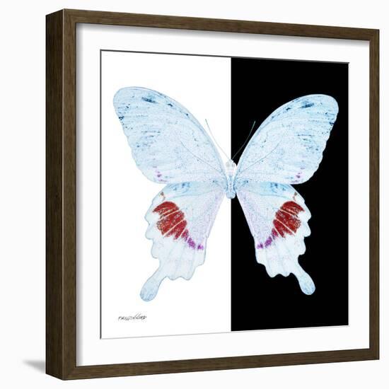 Miss Butterfly Hermosanus Sq - X-Ray B&W Edition-Philippe Hugonnard-Framed Photographic Print