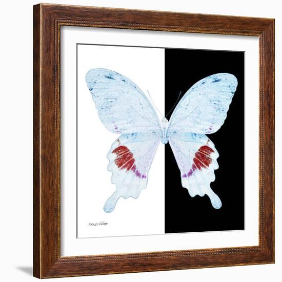 Miss Butterfly Hermosanus Sq - X-Ray B&W Edition-Philippe Hugonnard-Framed Photographic Print