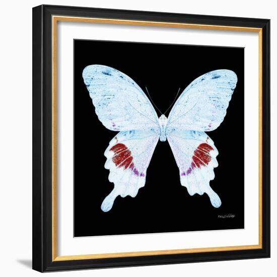 Miss Butterfly Hermosanus Sq - X-Ray Black Edition-Philippe Hugonnard-Framed Photographic Print