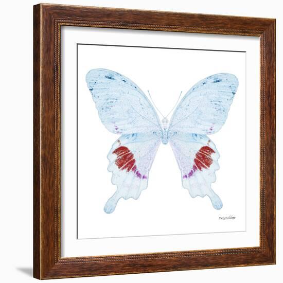 Miss Butterfly Hermosanus Sq - X-Ray White Edition-Philippe Hugonnard-Framed Photographic Print