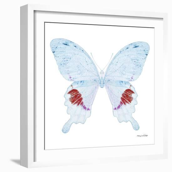 Miss Butterfly Hermosanus Sq - X-Ray White Edition-Philippe Hugonnard-Framed Photographic Print