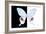 Miss Butterfly Hermosanus - X-Ray B&W Edition-Philippe Hugonnard-Framed Photographic Print