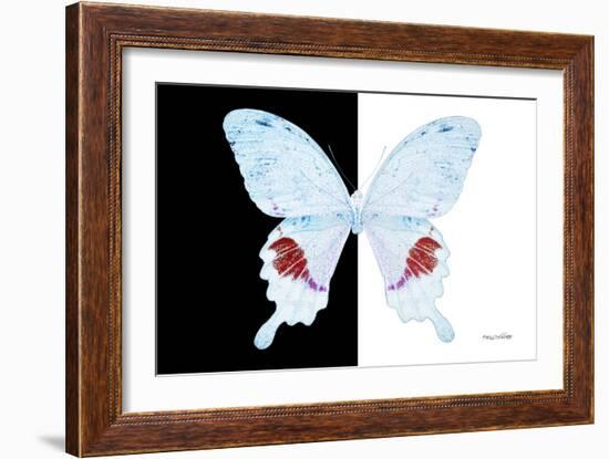 Miss Butterfly Hermosanus - X-Ray B&W Edition-Philippe Hugonnard-Framed Photographic Print