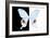 Miss Butterfly Hermosanus - X-Ray B&W Edition-Philippe Hugonnard-Framed Photographic Print