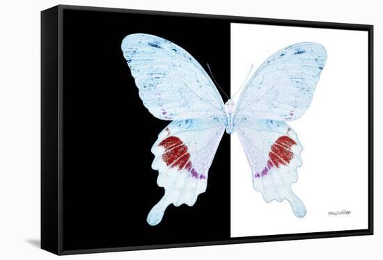 Miss Butterfly Hermosanus - X-Ray B&W Edition-Philippe Hugonnard-Framed Stretched Canvas