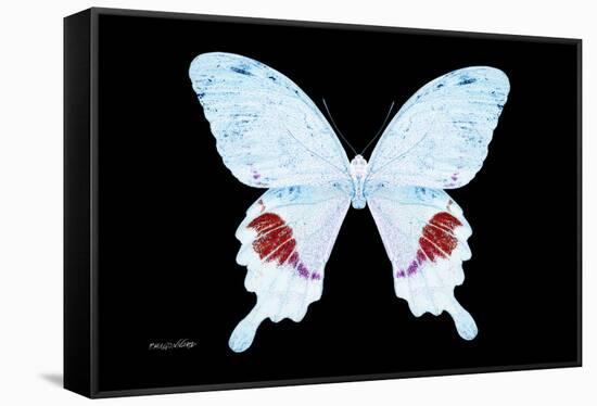 Miss Butterfly Hermosanus - X-Ray Black Edition-Philippe Hugonnard-Framed Stretched Canvas