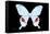 Miss Butterfly Hermosanus - X-Ray Black Edition-Philippe Hugonnard-Framed Stretched Canvas