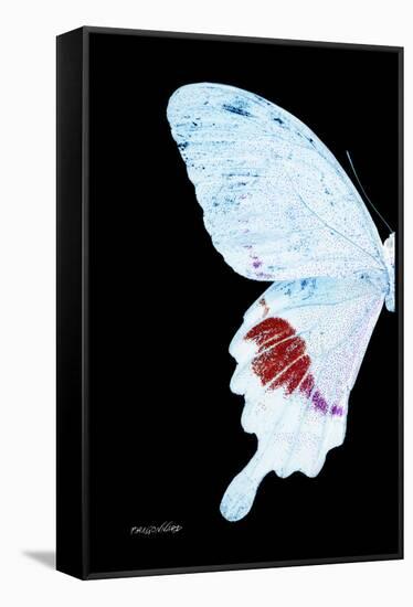 Miss Butterfly Hermosanus - X-Ray Left Black Edition-Philippe Hugonnard-Framed Stretched Canvas