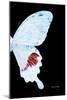 Miss Butterfly Hermosanus - X-Ray Right Black Edition-Philippe Hugonnard-Mounted Photographic Print