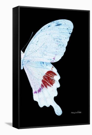 Miss Butterfly Hermosanus - X-Ray Right Black Edition-Philippe Hugonnard-Framed Stretched Canvas