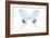 Miss Butterfly Hermosanus - X-Ray White Edition-Philippe Hugonnard-Framed Photographic Print