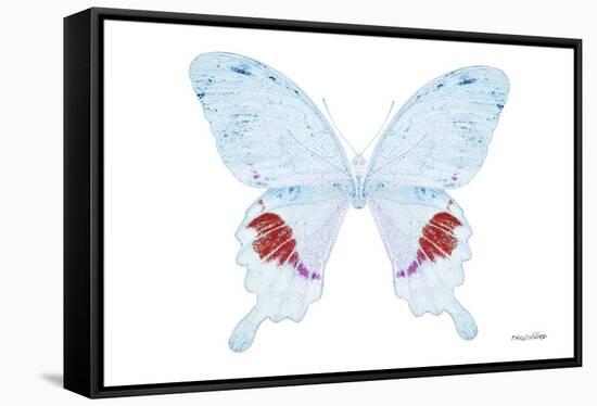 Miss Butterfly Hermosanus - X-Ray White Edition-Philippe Hugonnard-Framed Stretched Canvas