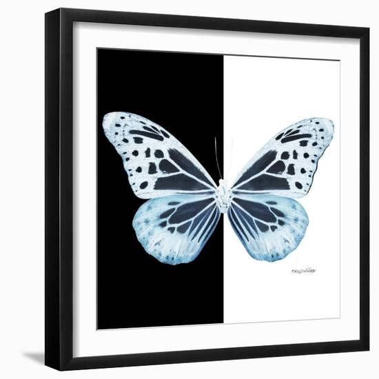 Miss Butterfly Melaneus Sq - X-Ray B&W Edition-Philippe Hugonnard-Framed Photographic Print