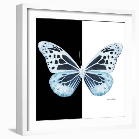 Miss Butterfly Melaneus Sq - X-Ray B&W Edition-Philippe Hugonnard-Framed Photographic Print