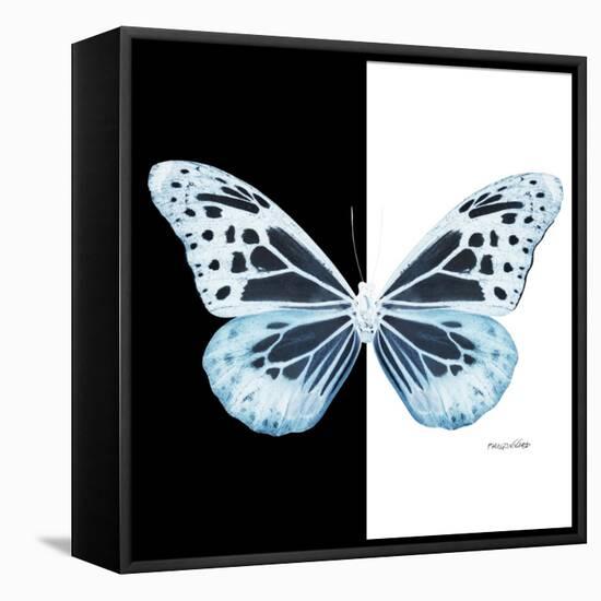 Miss Butterfly Melaneus Sq - X-Ray B&W Edition-Philippe Hugonnard-Framed Stretched Canvas