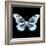 Miss Butterfly Melaneus Sq - X-Ray Black Edition-Philippe Hugonnard-Framed Photographic Print