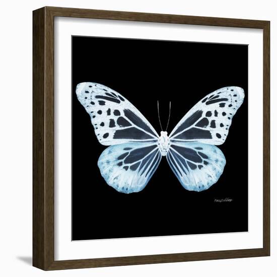 Miss Butterfly Melaneus Sq - X-Ray Black Edition-Philippe Hugonnard-Framed Photographic Print