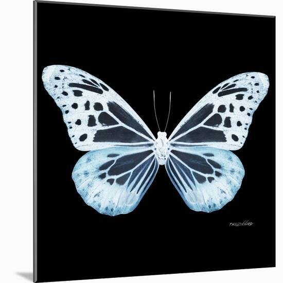 Miss Butterfly Melaneus Sq - X-Ray Black Edition-Philippe Hugonnard-Mounted Photographic Print