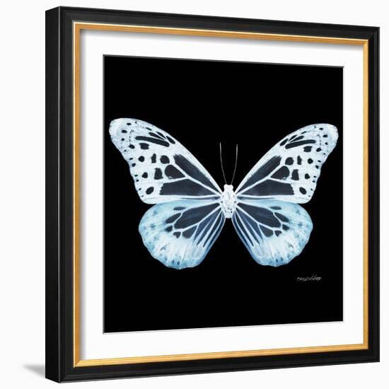 Miss Butterfly Melaneus Sq - X-Ray Black Edition-Philippe Hugonnard-Framed Photographic Print