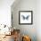 Miss Butterfly Melaneus Sq - X-Ray White Edition-Philippe Hugonnard-Framed Photographic Print displayed on a wall