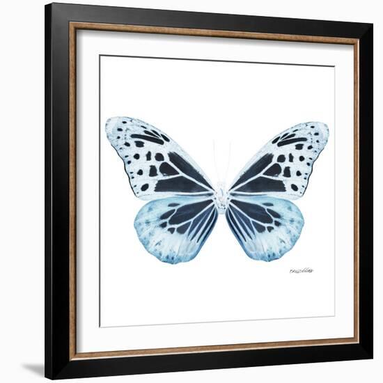 Miss Butterfly Melaneus Sq - X-Ray White Edition-Philippe Hugonnard-Framed Photographic Print