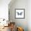 Miss Butterfly Melaneus Sq - X-Ray White Edition-Philippe Hugonnard-Framed Photographic Print displayed on a wall
