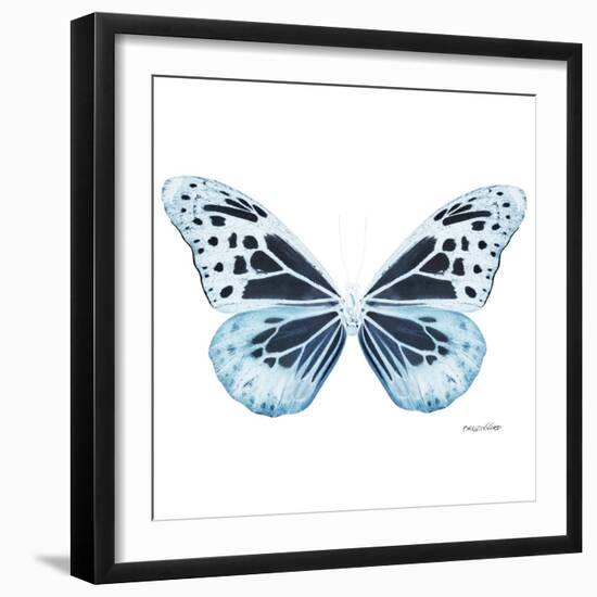 Miss Butterfly Melaneus Sq - X-Ray White Edition-Philippe Hugonnard-Framed Photographic Print