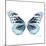 Miss Butterfly Melaneus Sq - X-Ray White Edition-Philippe Hugonnard-Mounted Photographic Print