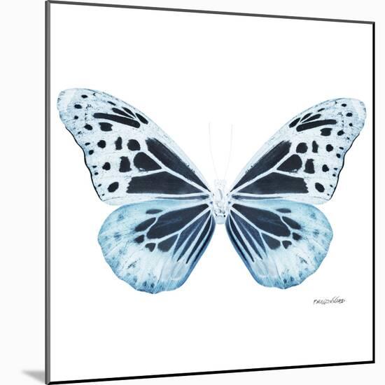 Miss Butterfly Melaneus Sq - X-Ray White Edition-Philippe Hugonnard-Mounted Photographic Print