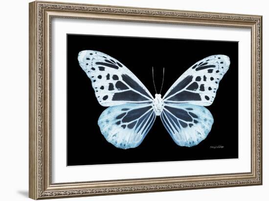 Miss Butterfly Melaneus - X-Ray Black Edition-Philippe Hugonnard-Framed Photographic Print