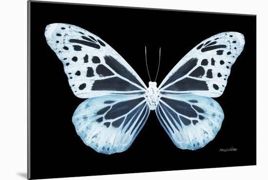 Miss Butterfly Melaneus - X-Ray Black Edition-Philippe Hugonnard-Mounted Photographic Print