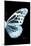 Miss Butterfly Melaneus - X-Ray Right Black Edition-Philippe Hugonnard-Mounted Photographic Print