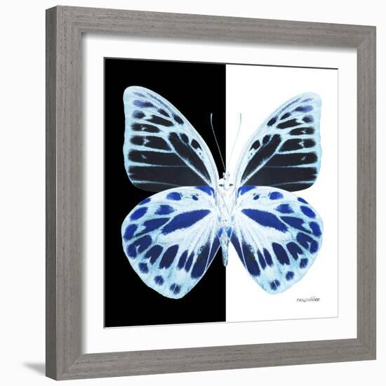 Miss Butterfly Prioneris Sq - X-Ray B&W Edition-Philippe Hugonnard-Framed Photographic Print