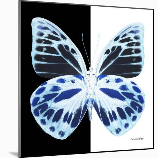 Miss Butterfly Prioneris Sq - X-Ray B&W Edition-Philippe Hugonnard-Mounted Photographic Print