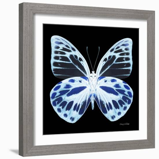 Miss Butterfly Prioneris Sq - X-Ray Black Edition-Philippe Hugonnard-Framed Photographic Print