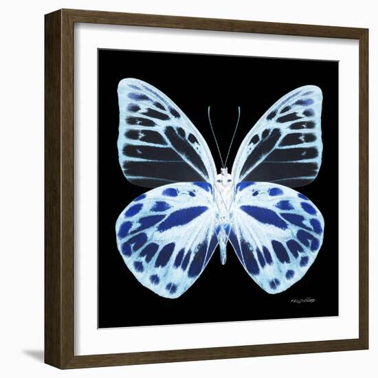 Miss Butterfly Prioneris Sq - X-Ray Black Edition-Philippe Hugonnard-Framed Photographic Print