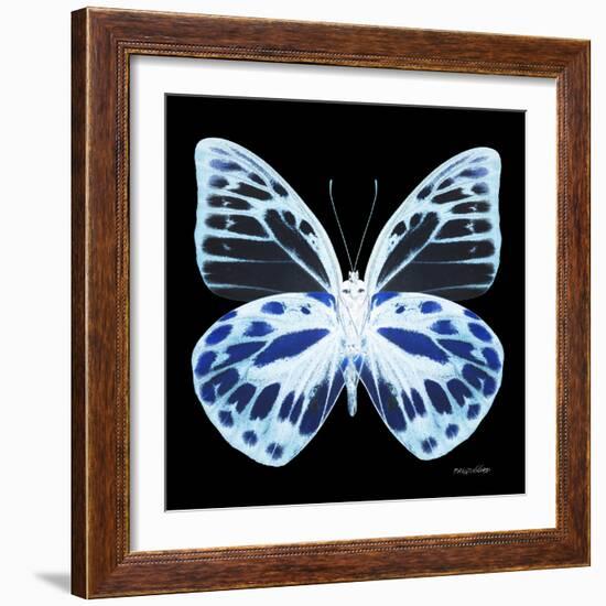 Miss Butterfly Prioneris Sq - X-Ray Black Edition-Philippe Hugonnard-Framed Photographic Print