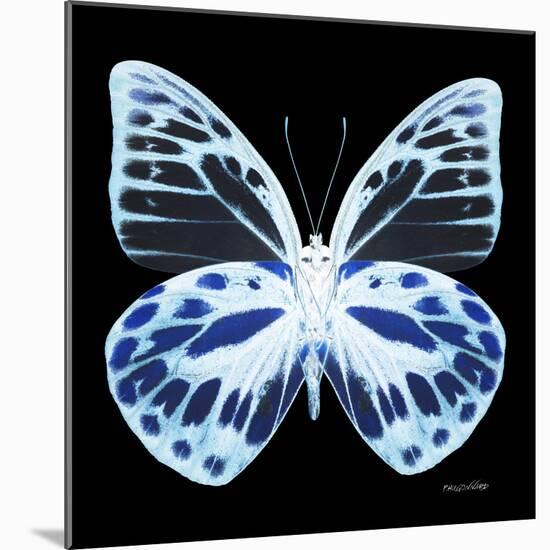 Miss Butterfly Prioneris Sq - X-Ray Black Edition-Philippe Hugonnard-Mounted Photographic Print