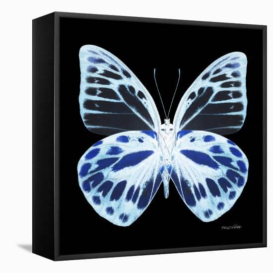 Miss Butterfly Prioneris Sq - X-Ray Black Edition-Philippe Hugonnard-Framed Stretched Canvas