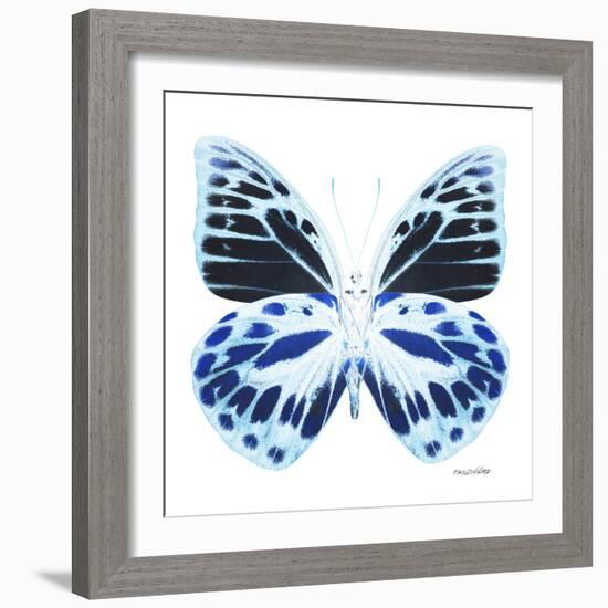 Miss Butterfly Prioneris Sq - X-Ray White Edition-Philippe Hugonnard-Framed Photographic Print