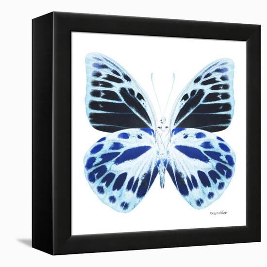 Miss Butterfly Prioneris Sq - X-Ray White Edition-Philippe Hugonnard-Framed Stretched Canvas