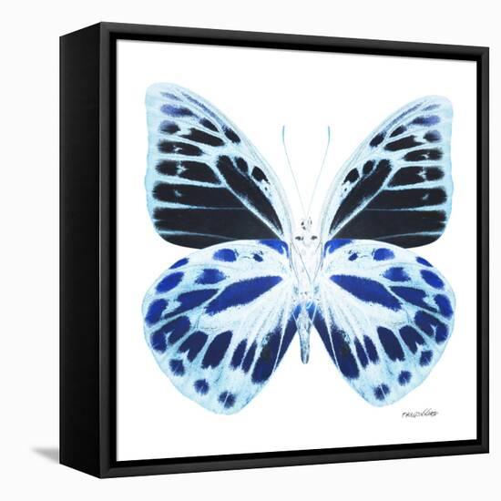 Miss Butterfly Prioneris Sq - X-Ray White Edition-Philippe Hugonnard-Framed Stretched Canvas