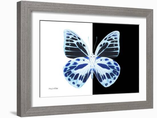 Miss Butterfly Prioneris - X-Ray B&W Edition-Philippe Hugonnard-Framed Photographic Print