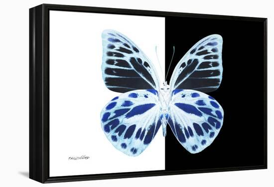 Miss Butterfly Prioneris - X-Ray B&W Edition-Philippe Hugonnard-Framed Premier Image Canvas