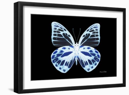 Miss Butterfly Prioneris - X-Ray Black Edition-Philippe Hugonnard-Framed Photographic Print