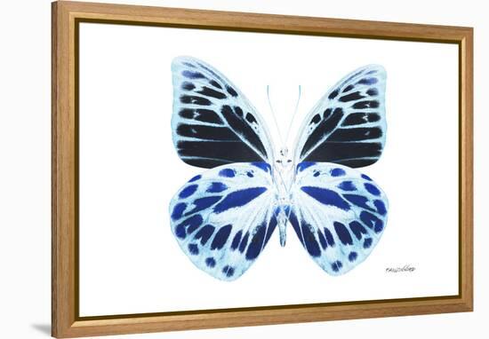 Miss Butterfly Prioneris - X-Ray White Edition-Philippe Hugonnard-Framed Premier Image Canvas