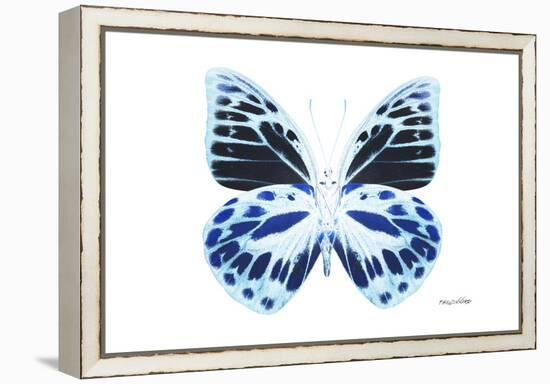 Miss Butterfly Prioneris - X-Ray White Edition-Philippe Hugonnard-Framed Premier Image Canvas