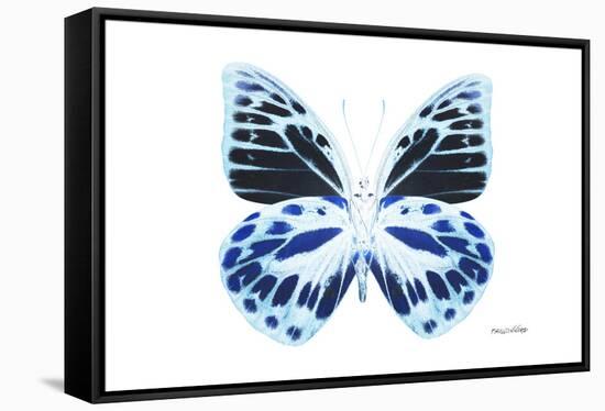 Miss Butterfly Prioneris - X-Ray White Edition-Philippe Hugonnard-Framed Stretched Canvas