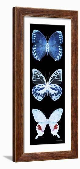 Miss Butterfly X-Ray Black Pano II-Philippe Hugonnard-Framed Photographic Print